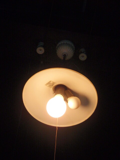 二股ソケット by ご隠居鳥 （ID：11653423） 写真共有サイトPHOTOHITO