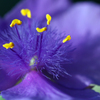 Carl Zeiss Makro-Planar T* 100mm F2.8 (AE)ŎBeʐ^