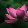 AF MACRO 100mm F2.8ŎBeʐ^