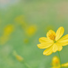 50mm F2.8 Macro SAL50M28ŎBeʐ^