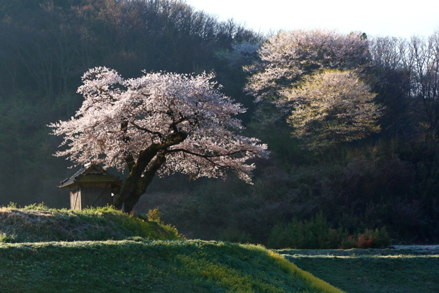 小沢の桜 by シモコシ （ID：11040978） 写真共有サイトPHOTOHITO