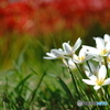 FE 50mm F2.8 Macro SEL50M28ŎBeʐ^