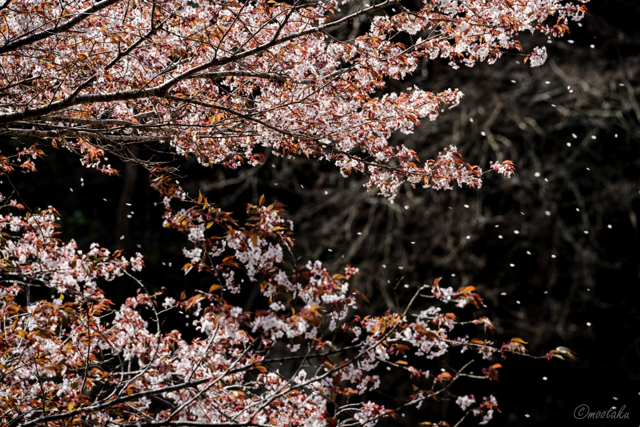 葉桜 舞い 散る 季節 に