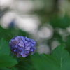 AF-S NIKKOR 105mm f/1.4E EDŎBeʐ^