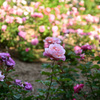 SP 28-105mm F/2.8 LD Aspherical IFŎBeʐ^