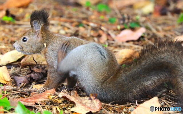 かいーの！！ by matti （ID：12050594） 写真共有サイトPHOTOHITO