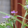 APO 70-200mm F2.8 II EX DG MACRO HSM (y^bNXp)ŎBeʐ^