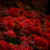 APO 50-150mm F2.8 EX DC OS HSM [Lmp]ŎBeʐ^