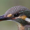 PROMINAR 500mm F5.6 FL WLbgŎBeʐ^