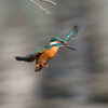 OM-D E-M1X {fBŎBeʐ^