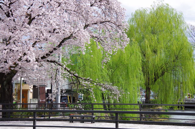 桜と柳 by nari1989 （ID：9687572） - 写真共有サイト:PHOTOHITO