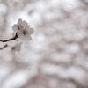 TTArtisan 40mm f/2.8 MACRO C [LmRFp]ŎBeʐ^