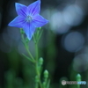 EF50mm F1.2L USMŎBeʐ^