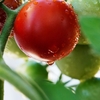 105mm F2.8 DG DN MACRO [\j[Ep]ŎBeʐ^