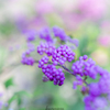 RF135mm F1.8 L IS USMŎBeʐ^
