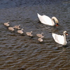 E-520 _uY[LbgŎBeʐ^