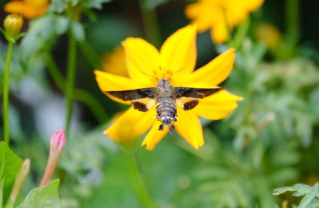 セーフ by みなみたっち (ID:12612795) 写真共有サイトPHOTOHITO