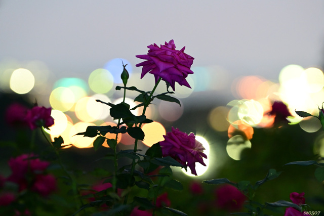 人と写真をつなぐ場所 sz0507 ファン登録 夜薔薇コメント5件同じタグが設定されたsz0507さんの作品最近お気に入り登録したユーザータグ撮影情報EXIFデータ撮影地