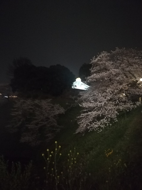 夜桜と武道館 by はるか@あらいぐまの人。 （ID：10263893） - 写真 ...