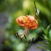 MD50mmF1.7ŎBeʐ^