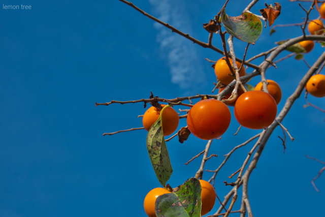 柿 by れもんの木 （ID：12096421） 写真共有サイトPHOTOHITO