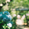 Carl Zeiss Planar T* 50mm F1.4 (MM)ŎBeʐ^