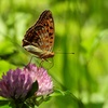 COOLPIX P1100ŎBeʐ^