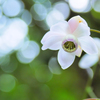 OM-D E-M10 Mark II EZ_uY[Lbg [ubN]ŎBeʐ^