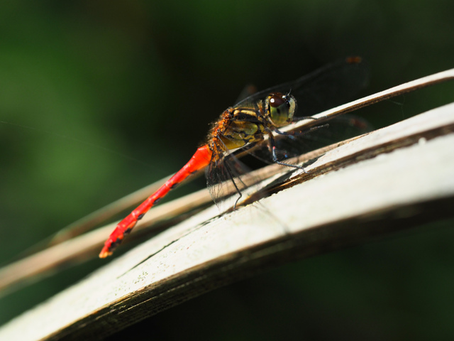 ヒメアカネ ♂ by ikimonowalk (ID:11321220) 写真共有サイトPHOTOHITO