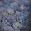 PENTAX *ist DS {fBŎBeʐ^