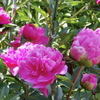 FinePix F600EXRŎBeʐ^