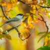 APO 150-500mm F5-6.3 DG OS HSM (ݗp)ŎBeʐ^