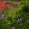 16-300mm F3.5-6.7 DC OS [\j[Ep]ŎBeʐ^