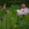 18-300mm F/3.5-6.3 Di III-A VC VXD (Model B061) [\j[Ep]ŎBeʐ^