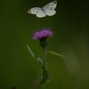 150-600mm F5-6.3 DG DN OS [\j[Ep]ŎBeʐ^