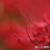 90mm F/2.8 Di III MACRO VXD (Model F072) [jRZp]ŎBeʐ^