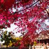 24mm F1.4 DG HSM [VO}p]ŎBeʐ^
