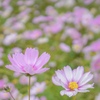 FE 28-70mm F3.5-5.6 OSS SEL2870ŎBeʐ^