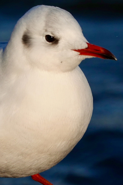 赤いルージュ by 思い出のマーミー (ID:11586948) 写真共有サイトPHOTOHITO