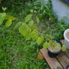tWmY XF18mmF2 RŎBeʐ^