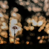 FUJIFILM GFX50S II {fBŎBeʐ^