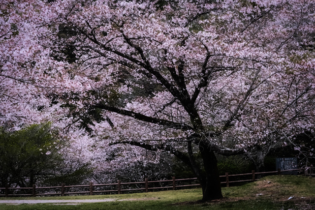 桜 母智丘公園 by ricky0101 (ID:11689308) 写真共有サイトPHOTOHITO