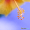 EOS 40D {fBŎBeʐ^