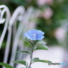 AF}N50mmF3.5ŎBeʐ^