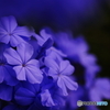  NEX-6L p[Y[YLbgŎBeʐ^
