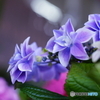  NEX-6L p[Y[YLbgŎBeʐ^