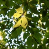 EF-M18-150mm F3.5-6.3 IS STM [Vo[]ŎBeʐ^