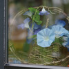 PENTAX K20D {fBŎBeʐ^