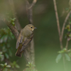 APO 500mm F4.5 EX DG /HSM ( AF)ŎBeʐ^