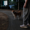 EF35mm F1.4L II USMŎBeʐ^